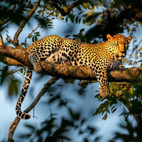 leopard-in-corbett