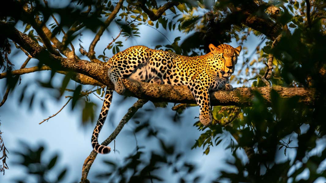 leopard-in-corbett